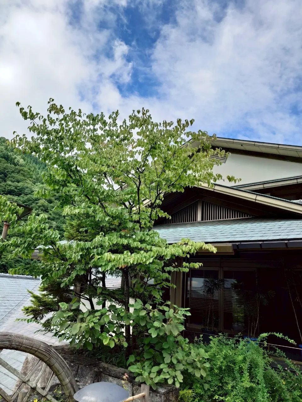 藤井荘