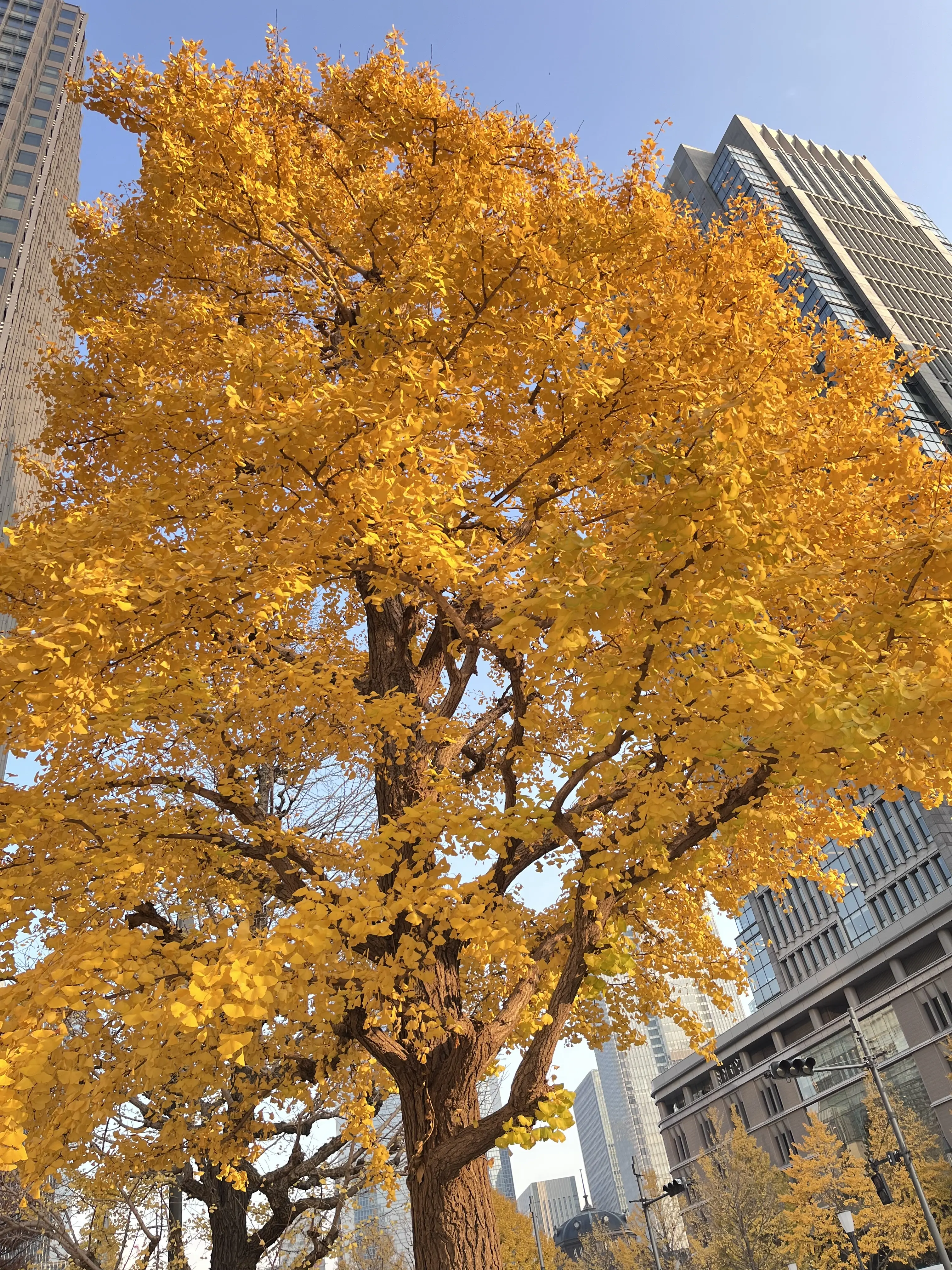 お花好きメンバーでキラキラ観賞♪日比谷〜丸の内巡り_1_14-1