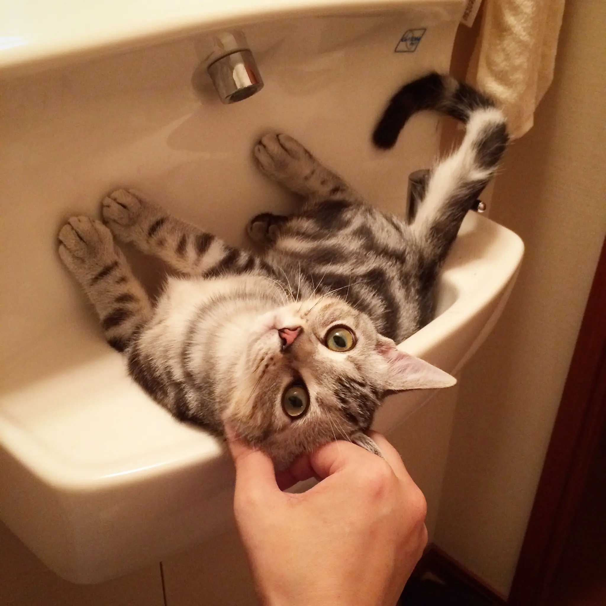 洗面台の中の子猫_1_2