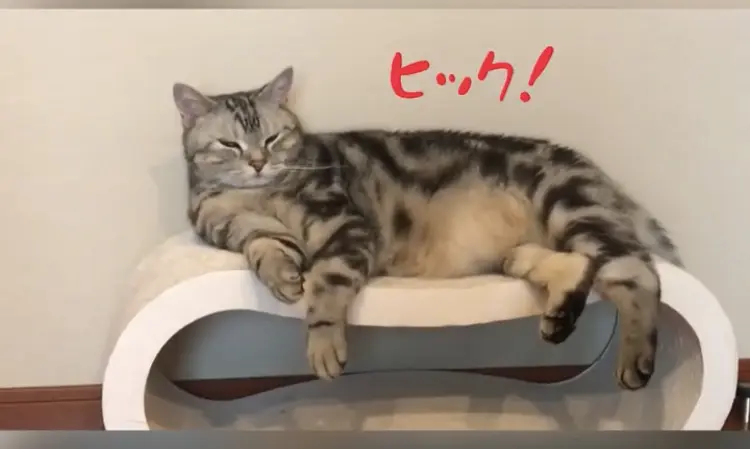しゃっくりする猫⁉︎動画_1_1