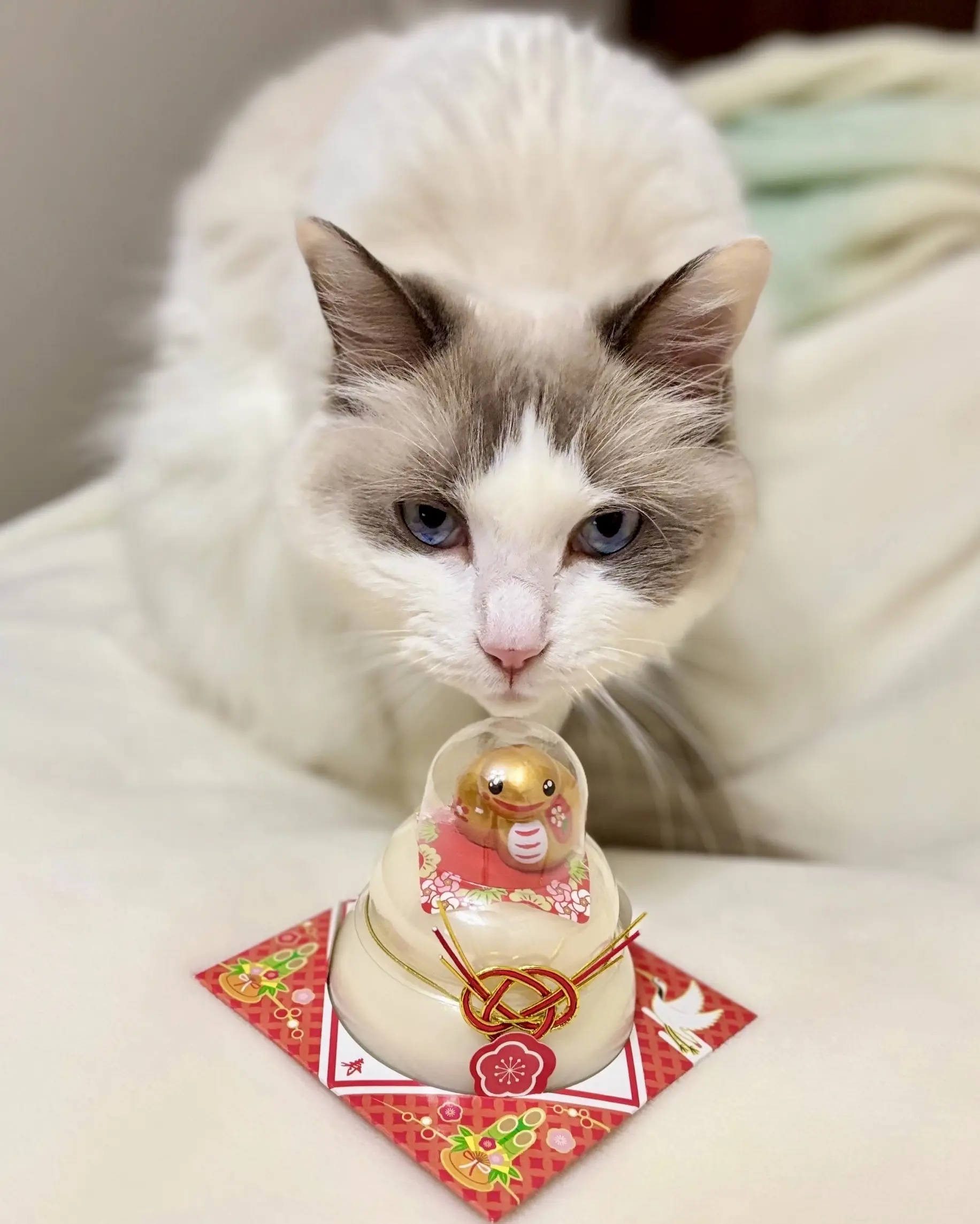 猫（上の子）と巳年の鏡餅