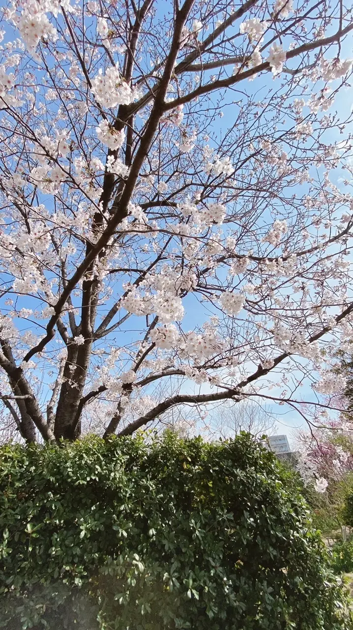 横浜イングリッシュガーデン園内の桜