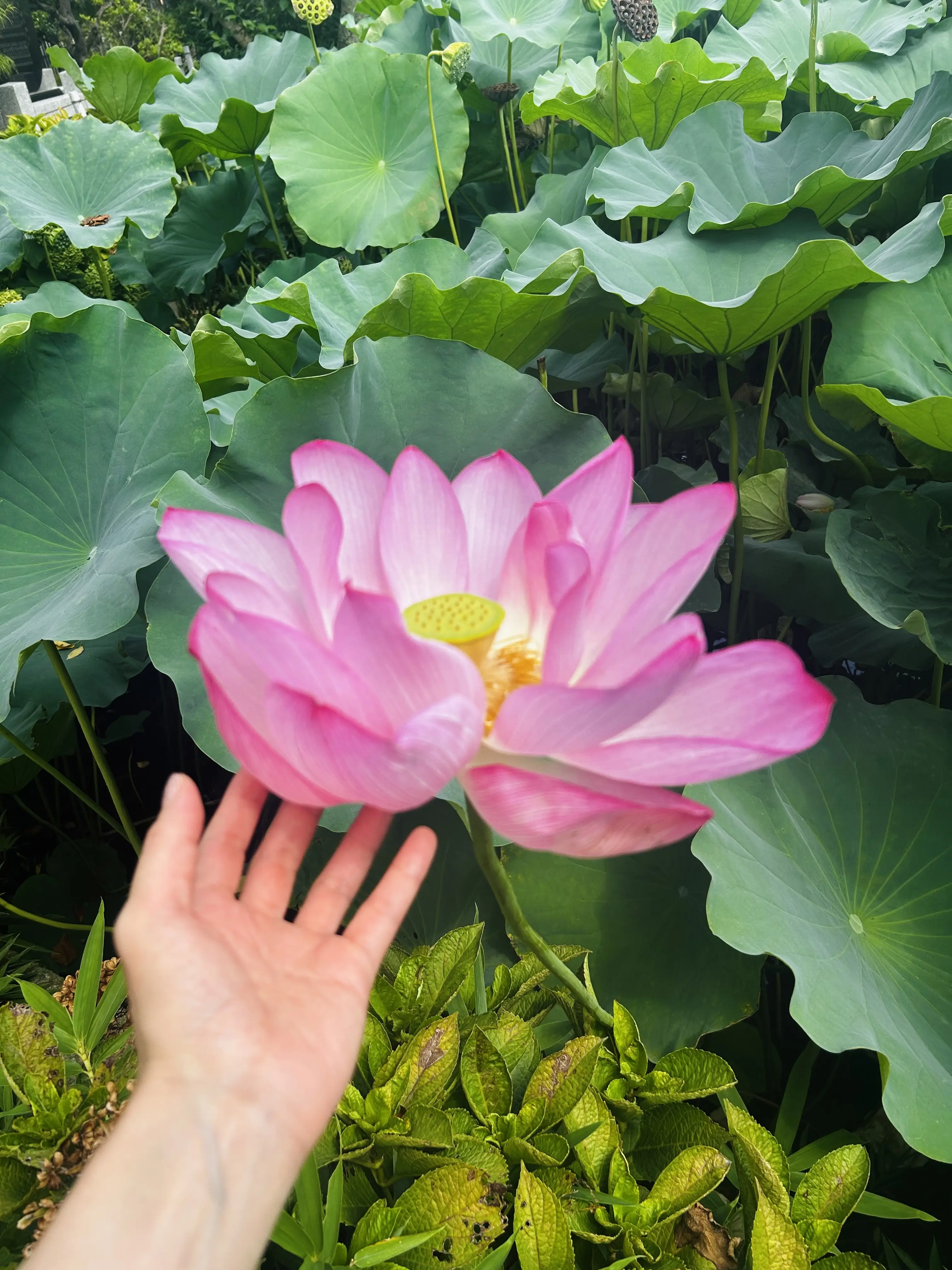 今年も朝のハスの花を見てきました✨　_1_2-3