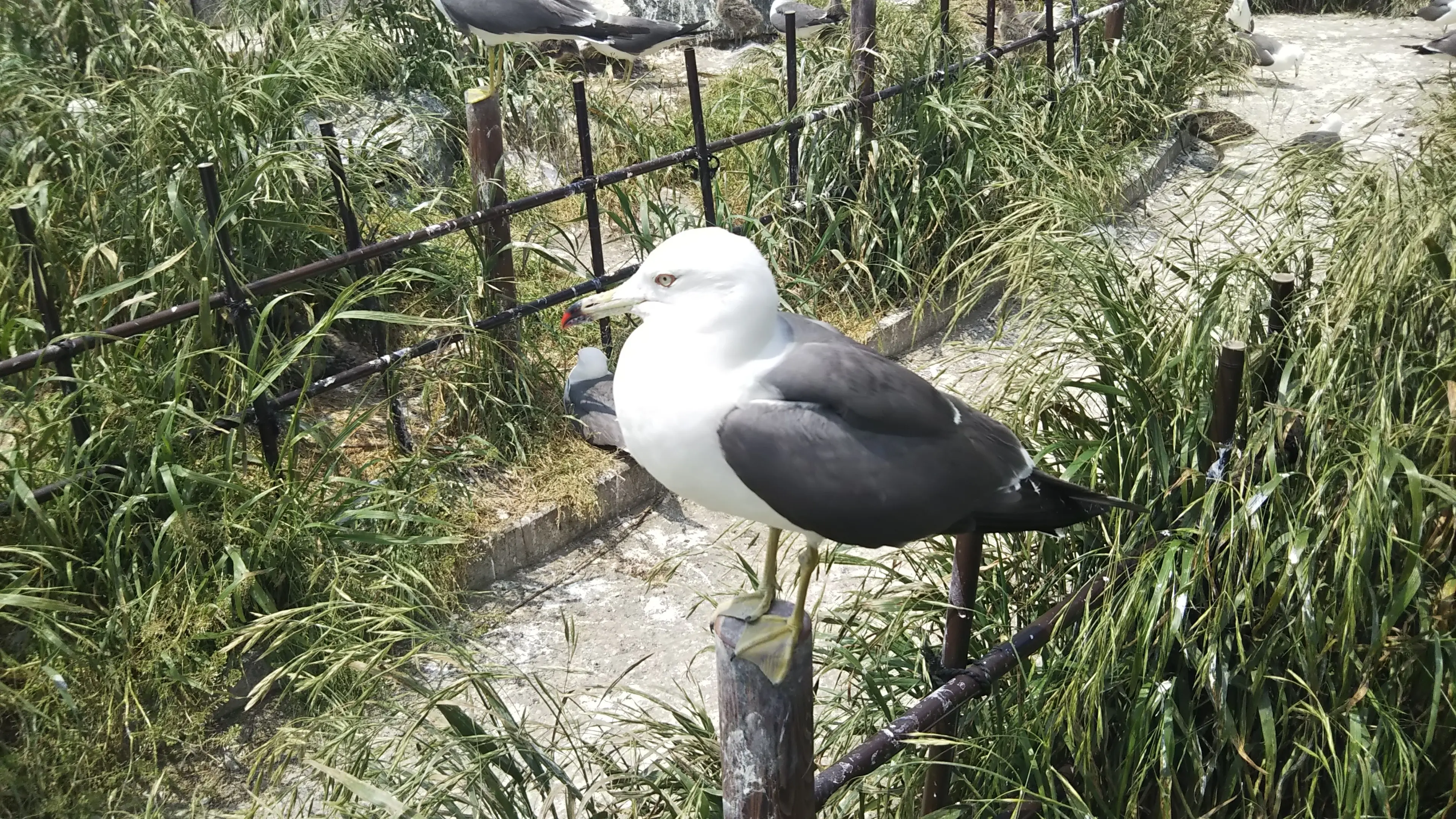 蕪嶋神社　ウミネコ