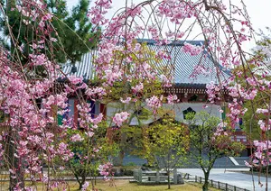 桜の美しさをアートで鑑賞、国宝の『桜図』【「京都」桜にまつわる10の愉しみ】_1_2