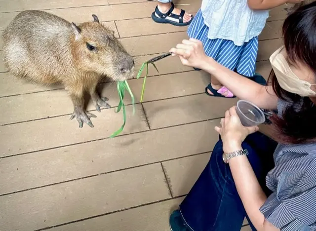 カピバラにえさやり体験♡カワスイへ_1_7