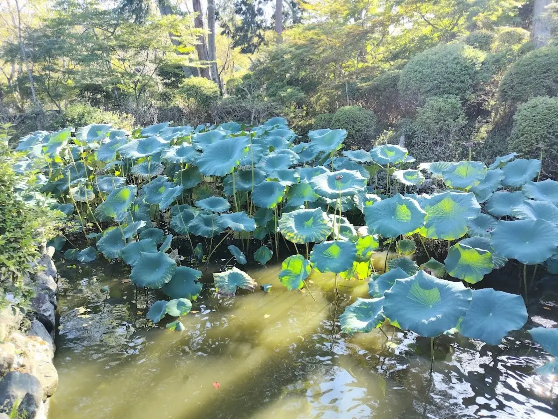 三井寺　蓮　ロータス