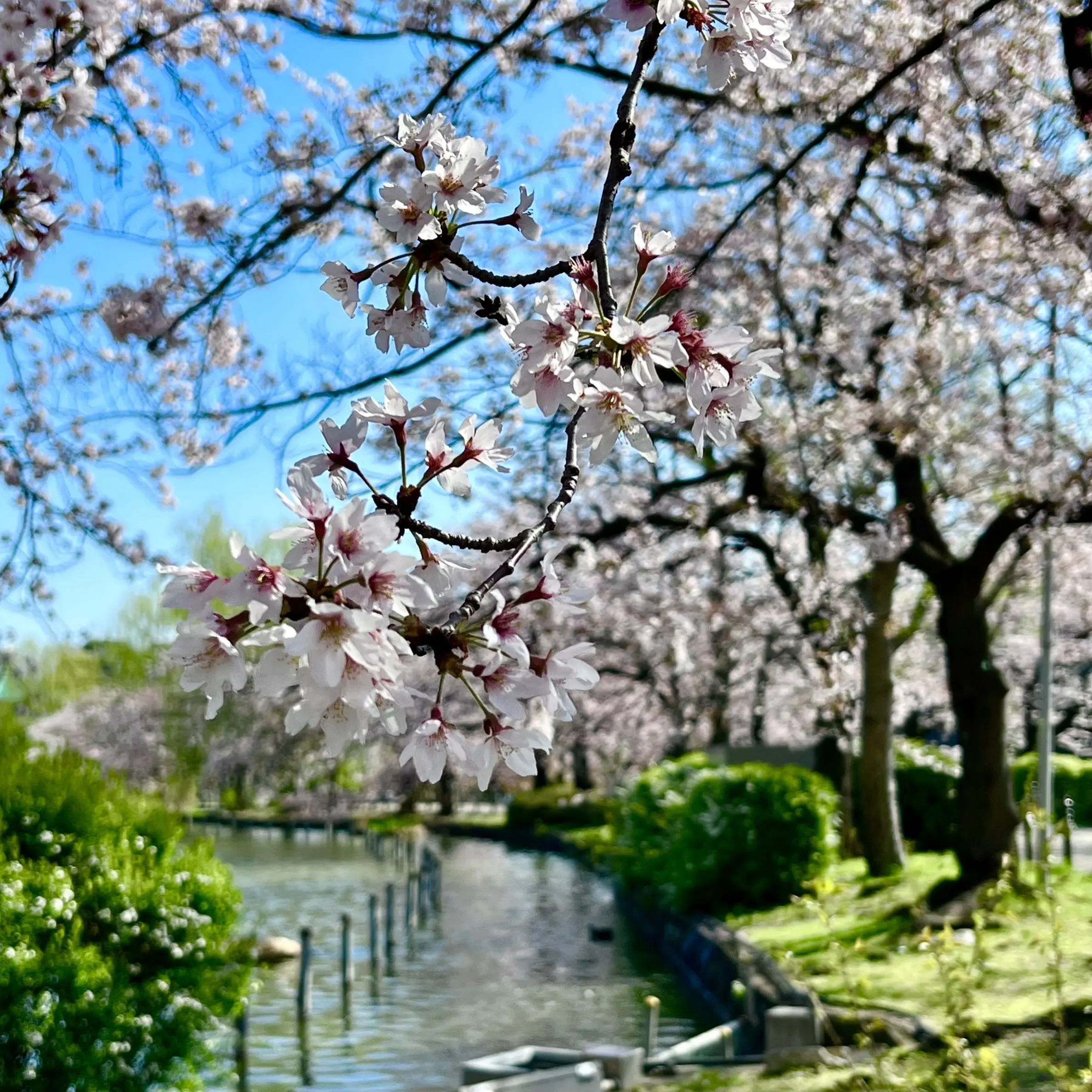 上野恩賜公園の桜　池の辺りの桜