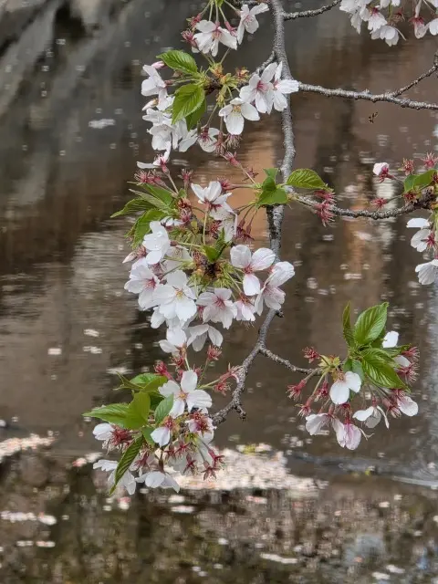 地元でお花見_1_2