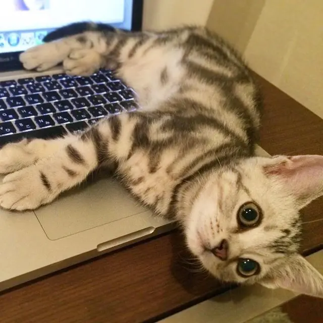 パソコンの上に寝転がる子猫のアラン