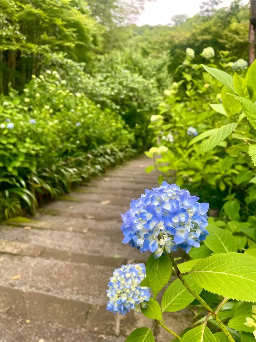 明月院　先始めの紫陽花