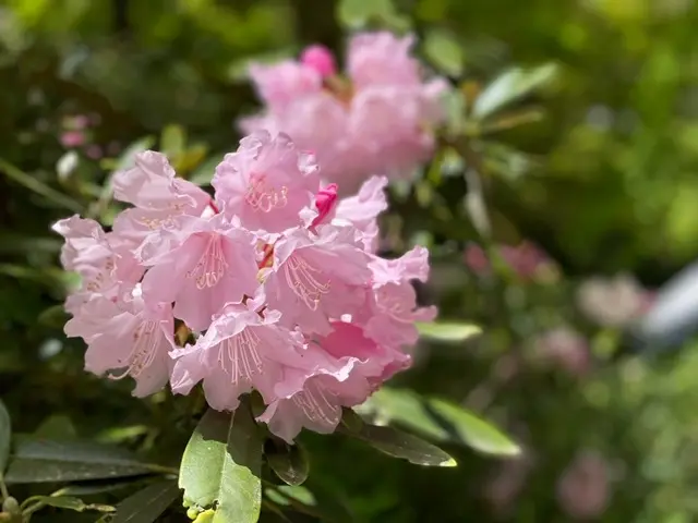 奈良長谷寺へ〜花癒しのドライブ_1_4-1