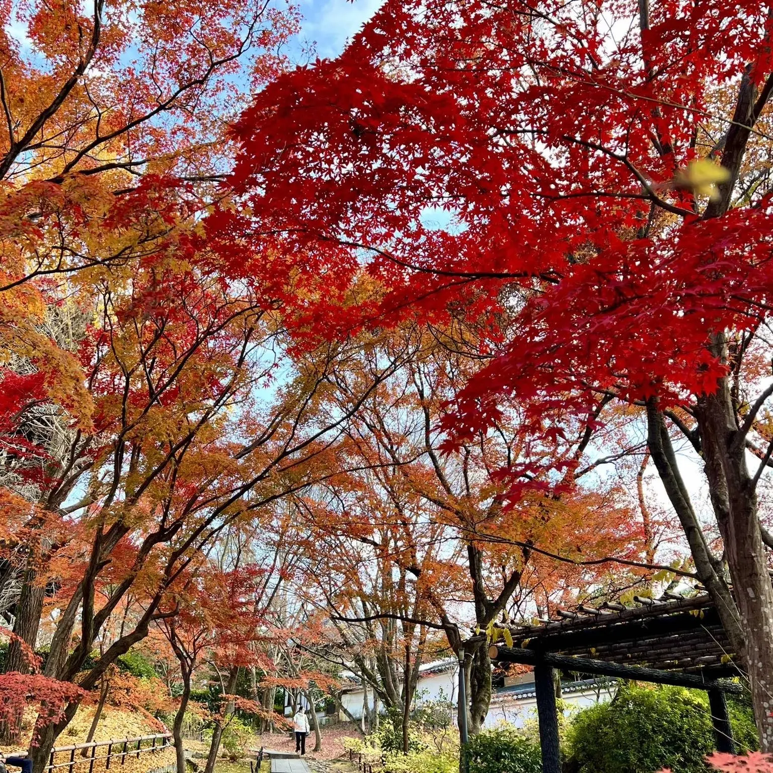 秋の景色を楽しむ♡京都の紅葉_1_23