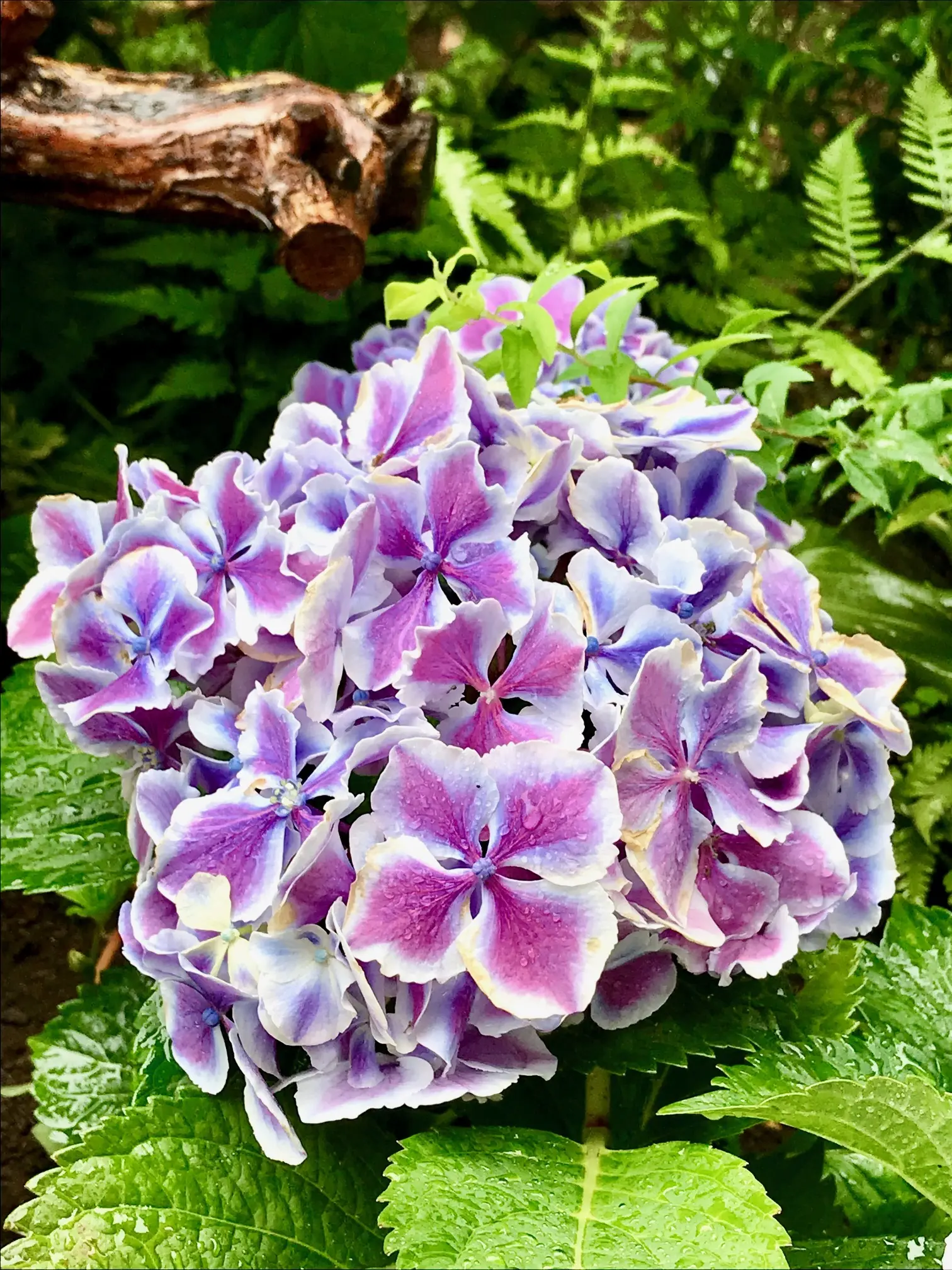 エレガントな紫陽花