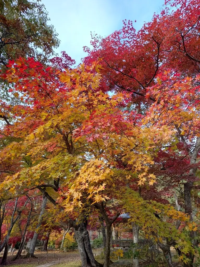 紅葉赤と黄色の混ぜ混ぜ