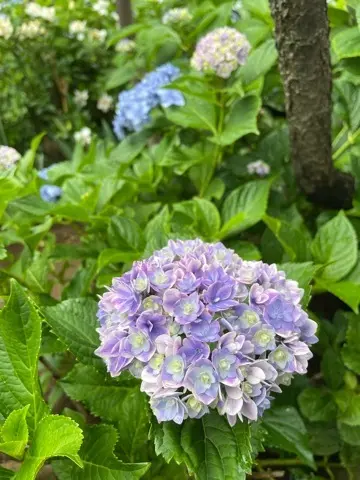 紫陽花鑑賞　今年は..._1_6-1