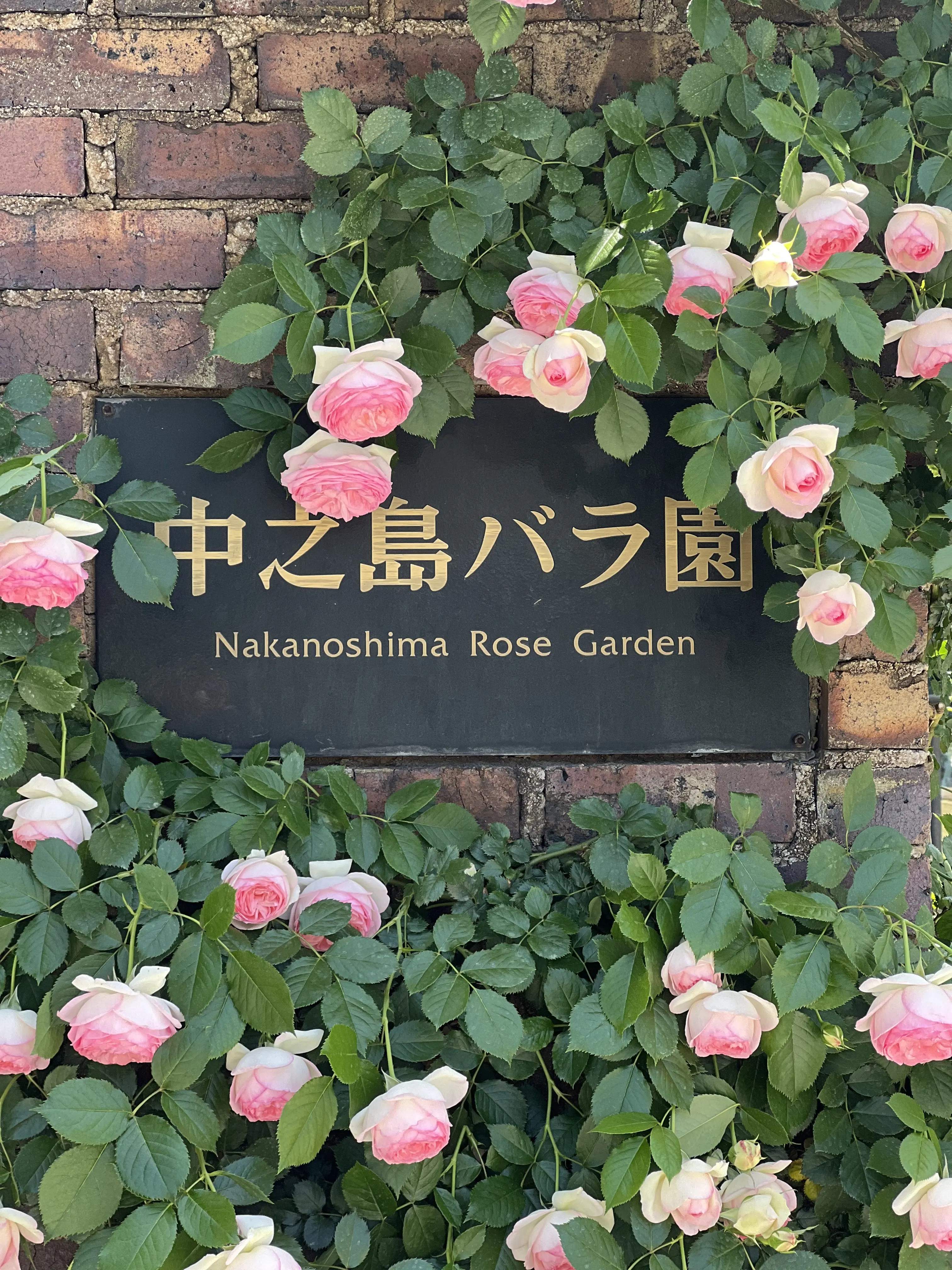 新緑の季節、バラが見頃の大阪中之島公園へ♪_1_1-1