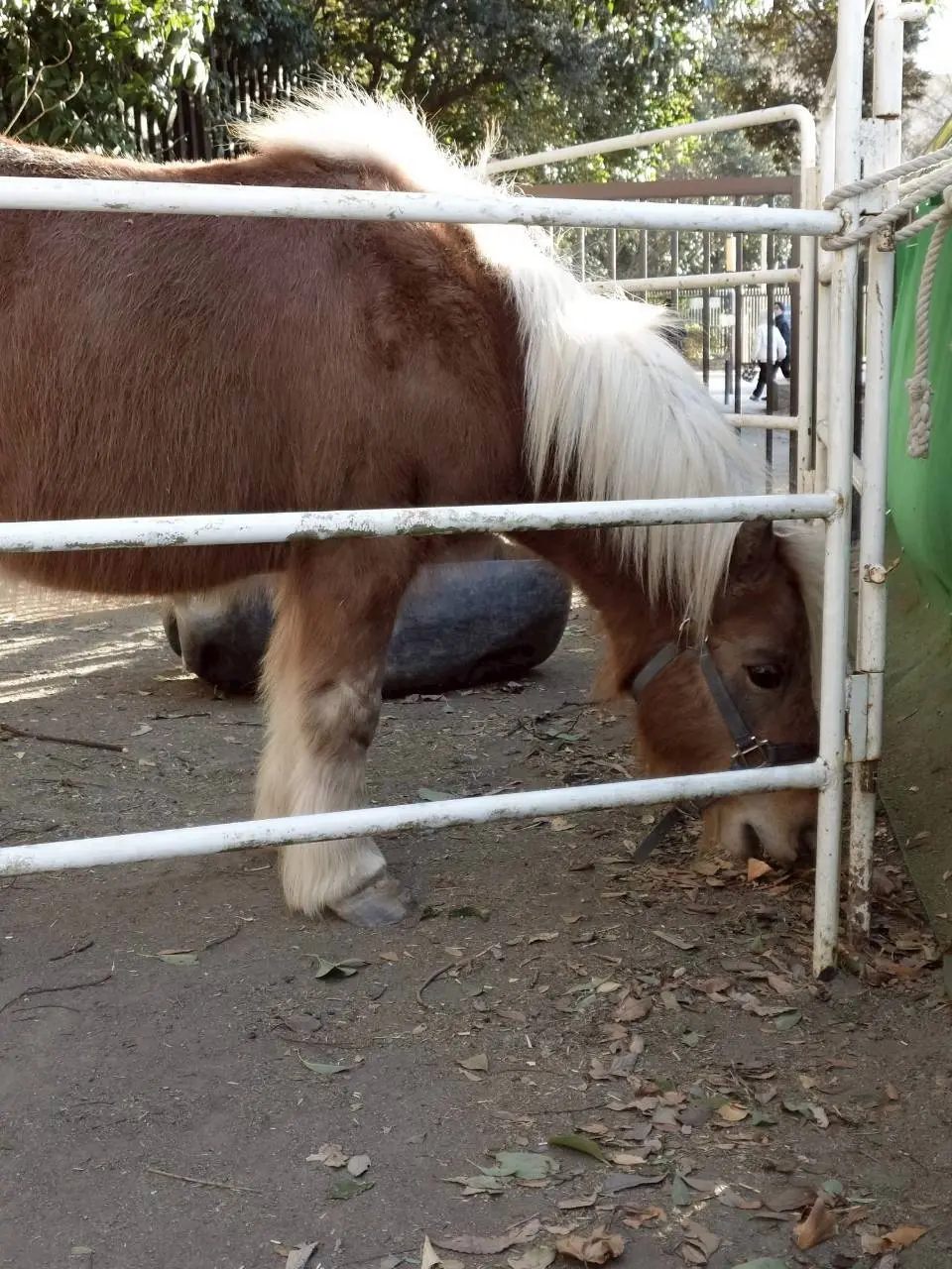 代々木ポニー公園
