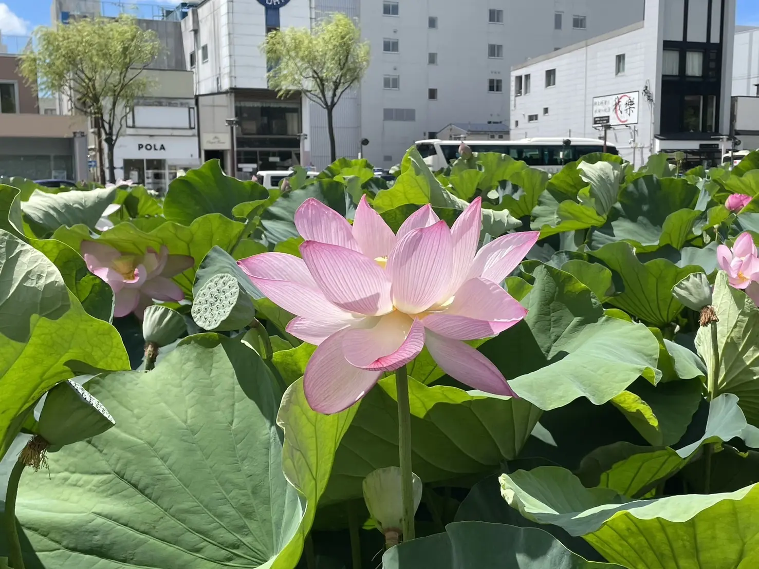 秋田　蓮フェスティバル