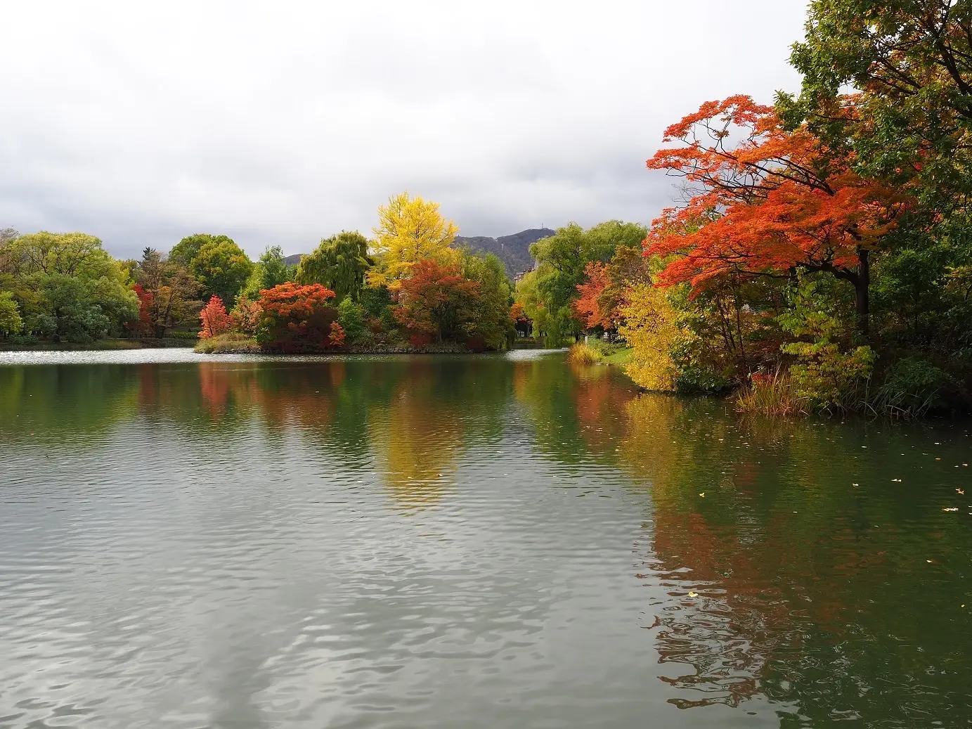 中島公園の名所の一つ、菖蒲池