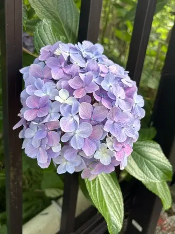 鎌倉紫陽花と続・続・最後から二番目の恋ロケ地巡り_1_6-1