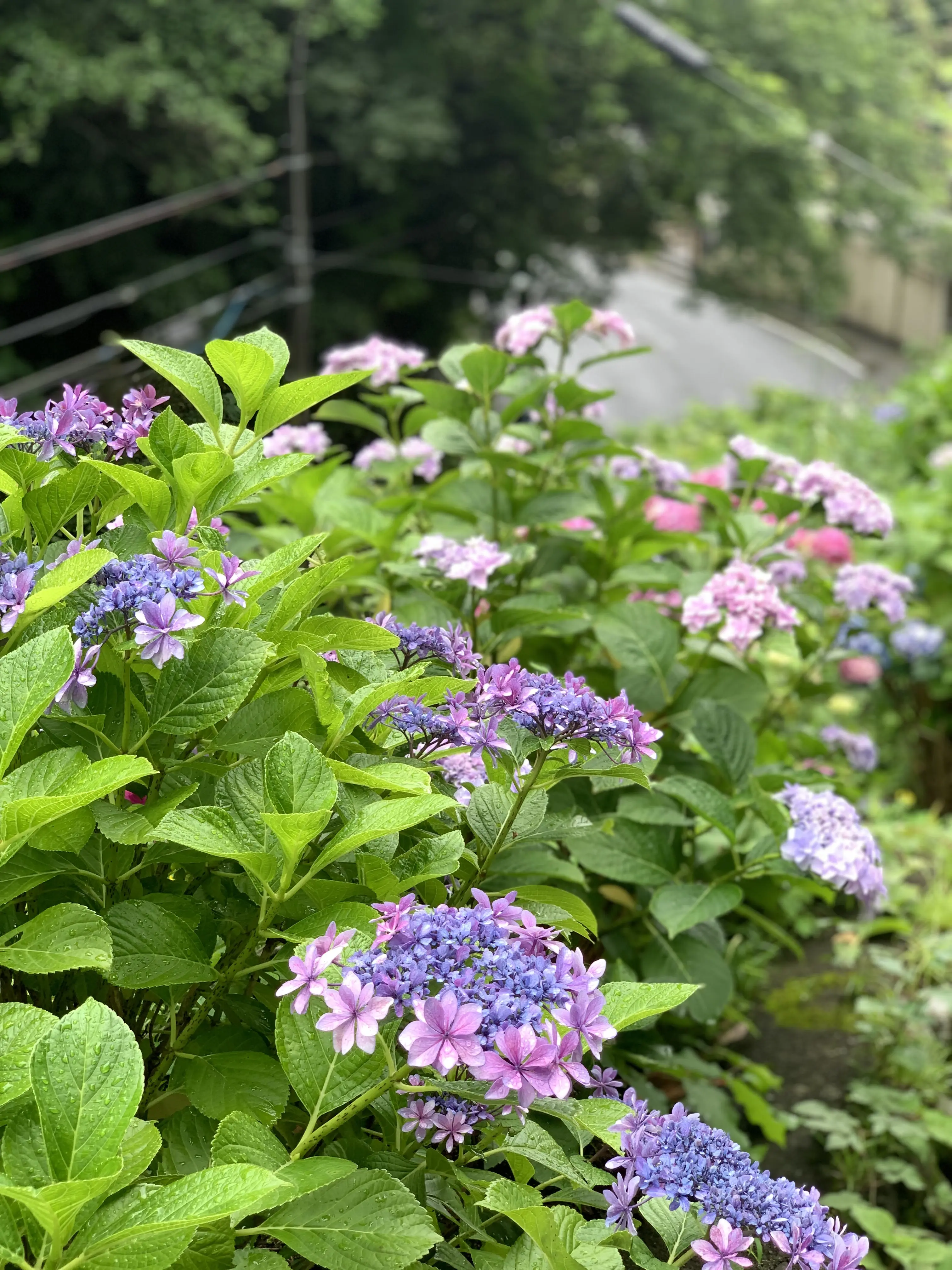 成就院　紫陽花　鎌倉　由比ヶ浜