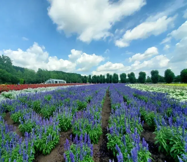 富良野のファーム富田