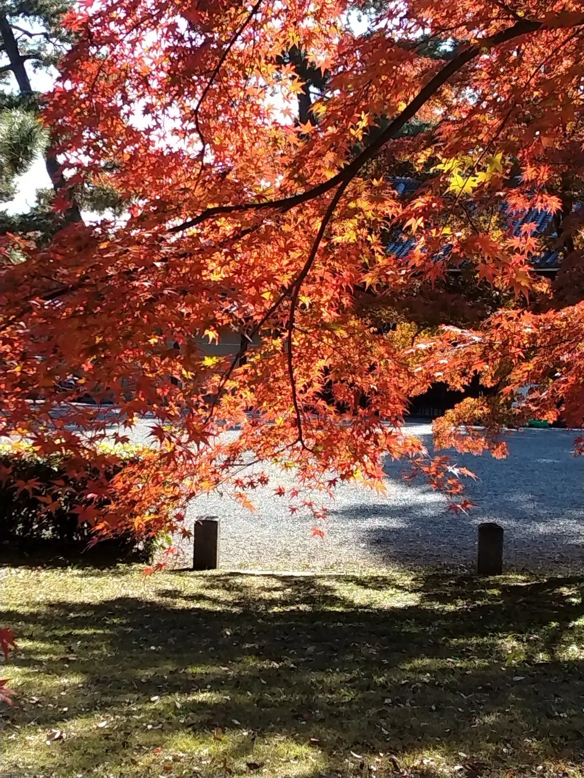 京都御苑の紅葉