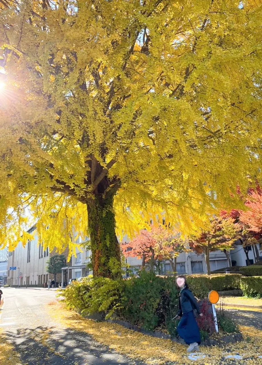 上の橋際のイチョウ