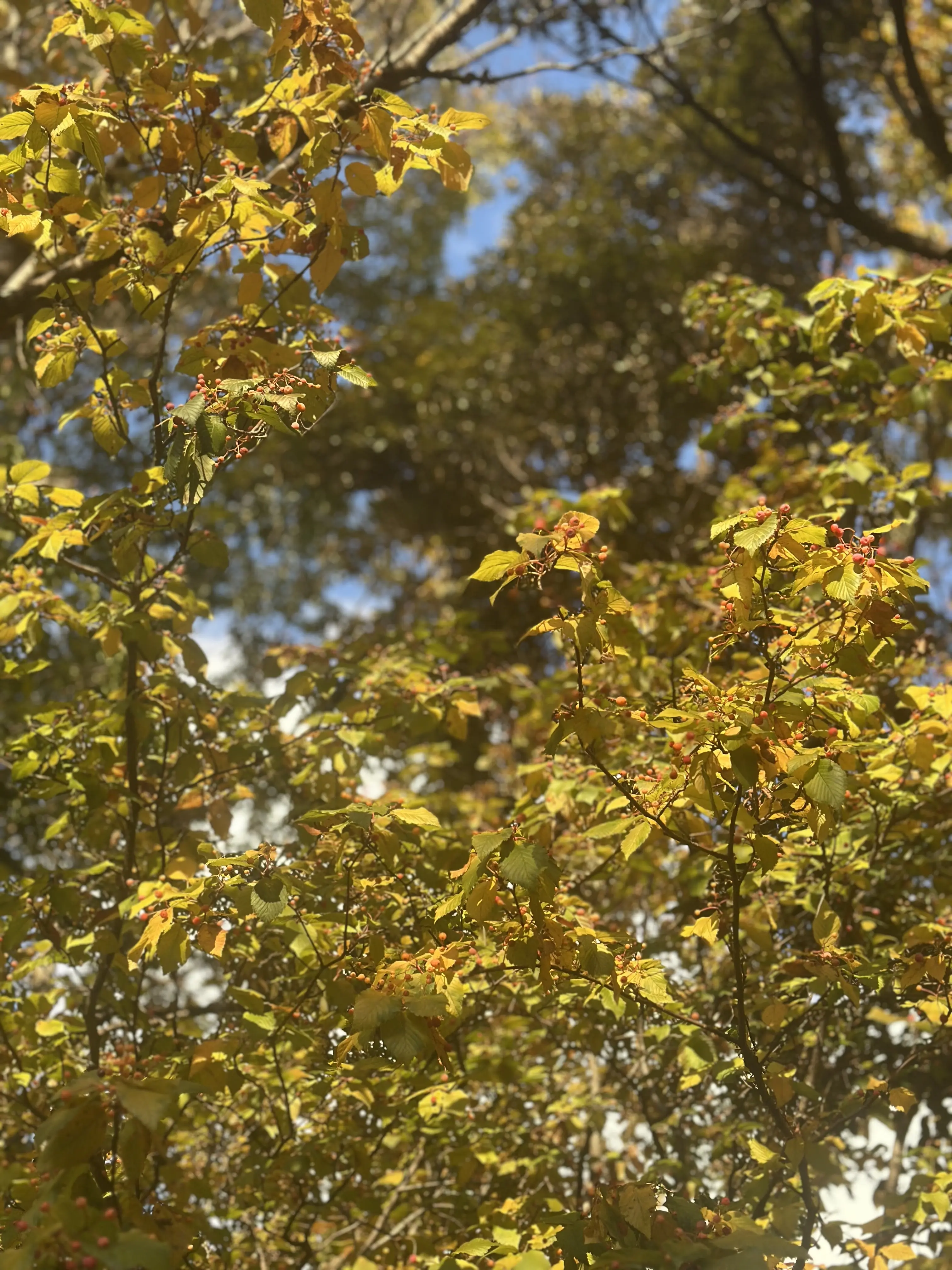 秋の好日、紅葉散る前に・・・。_1_9