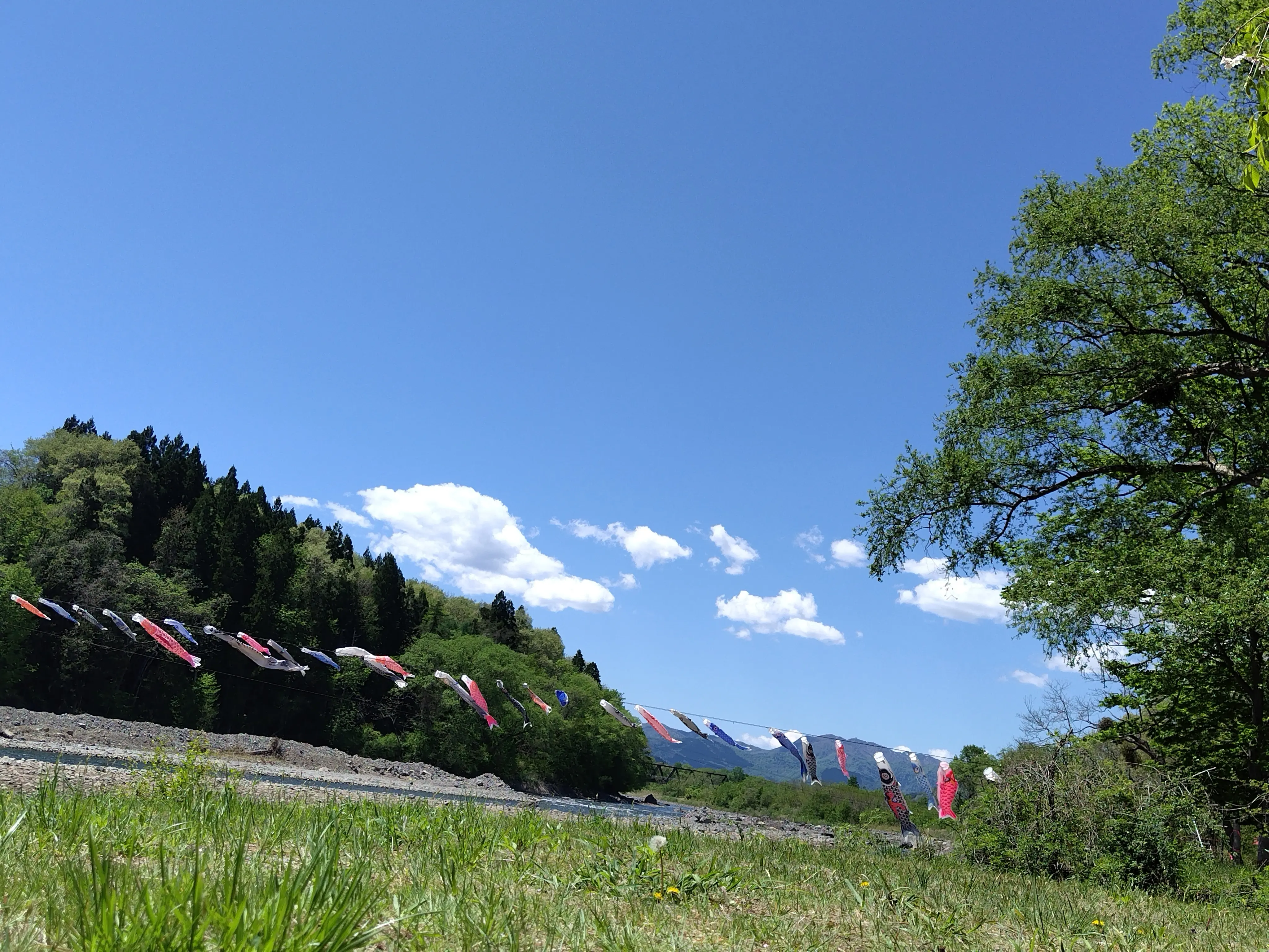 雫石川園地　鯉のぼり