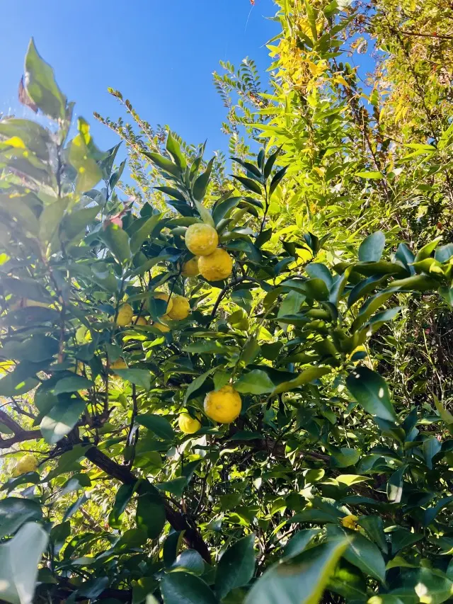 秋の恵みたっぷり！手作り酵素ドリンク_1_4