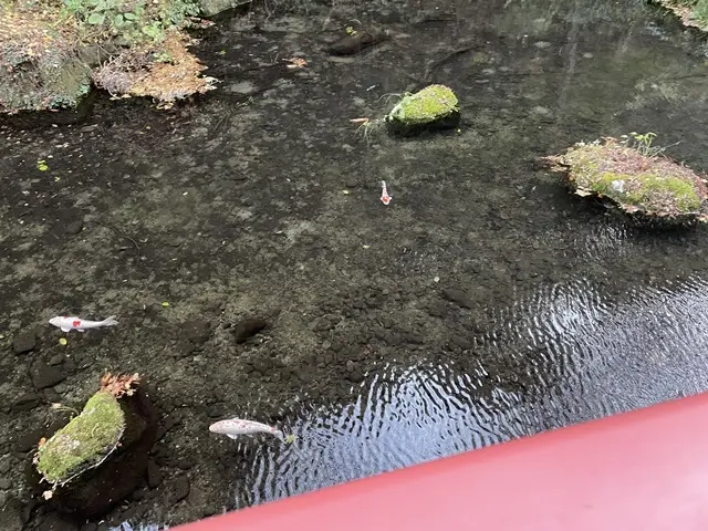 塩原天満宮の池の鯉