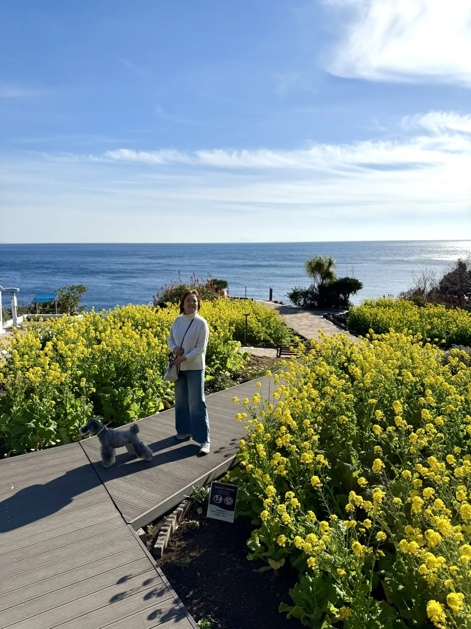 ニューヨークランプミュージアム＆フラワーガーデン　梅澤千佳子　菜の花