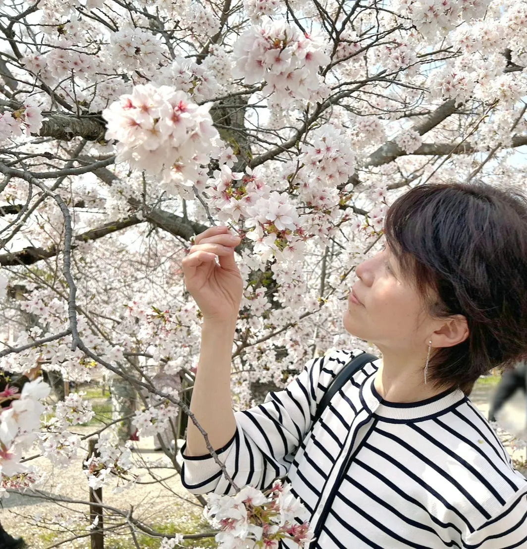 八坂神社の桜も満開でした。