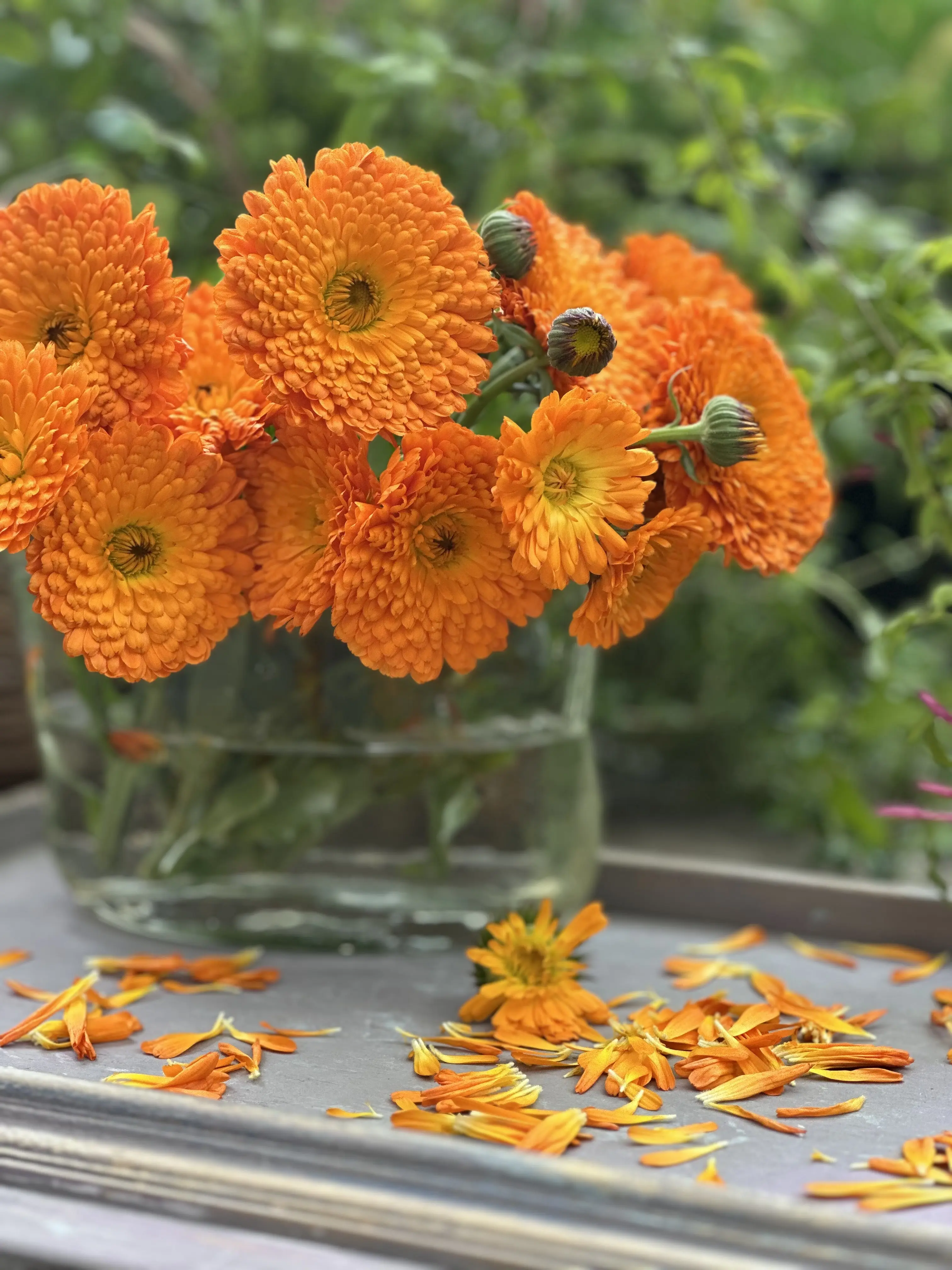 Calendula Tour！_1_18