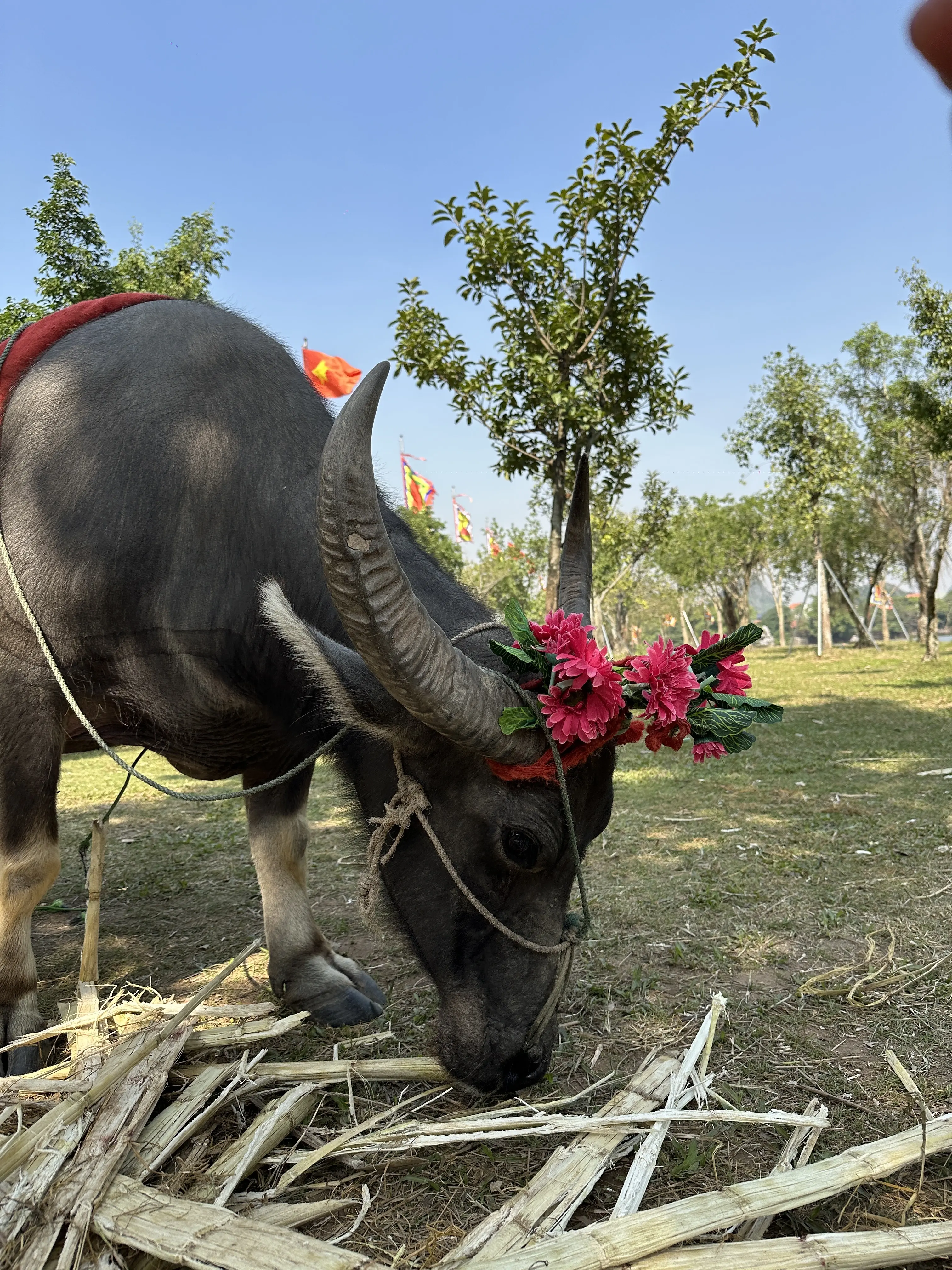 古都ホアルー　水牛
