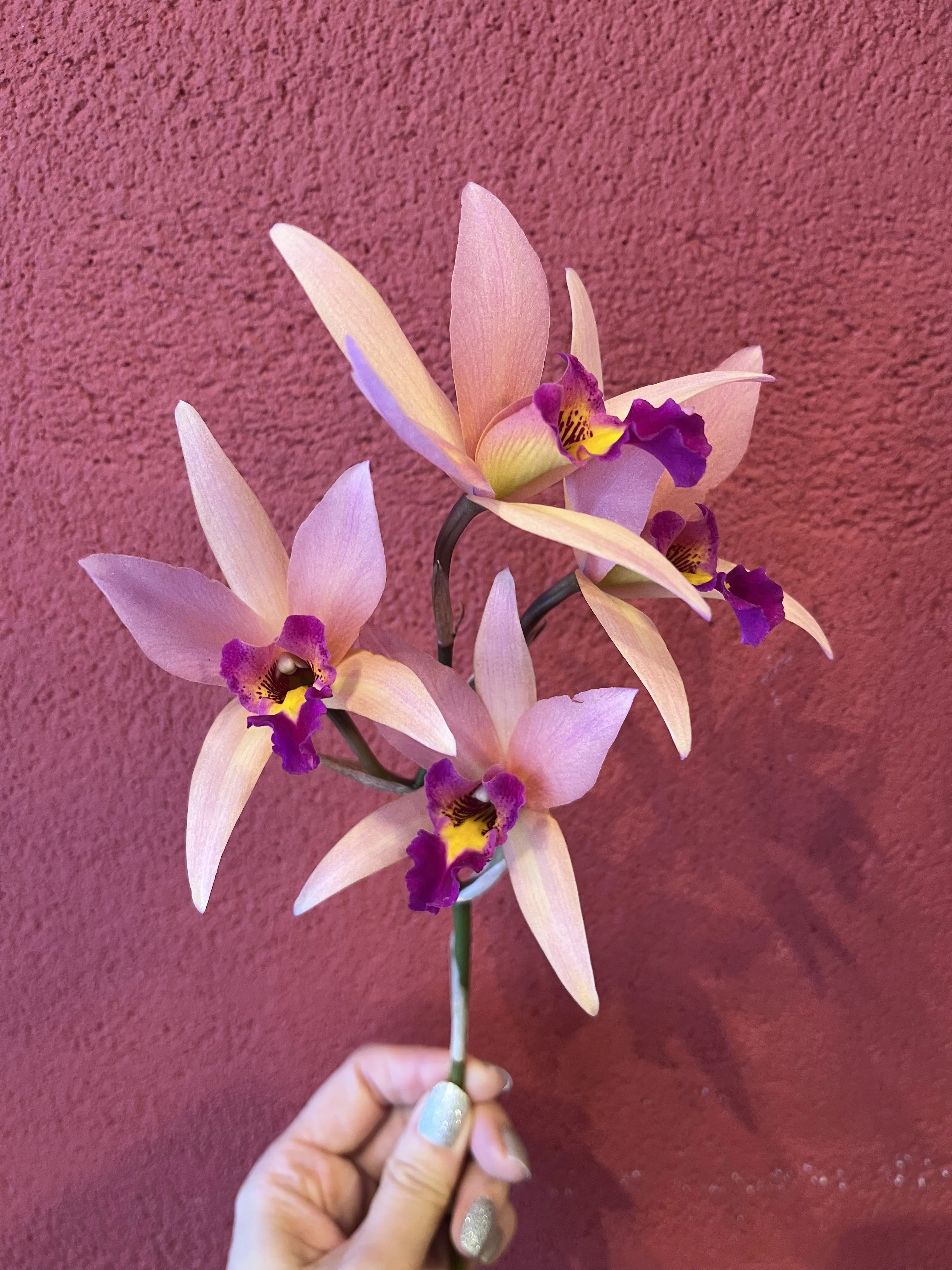 誕生日のブーケと最後にちょっとだけキラキラ観賞_1_6