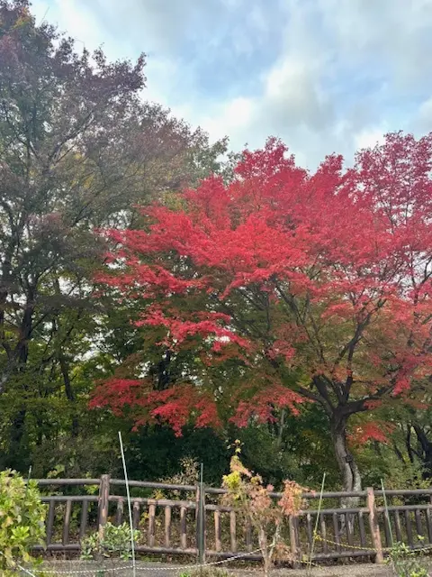 愛犬と那須へおでかけ♪牧場ランチ＆美しい紅葉_1_10