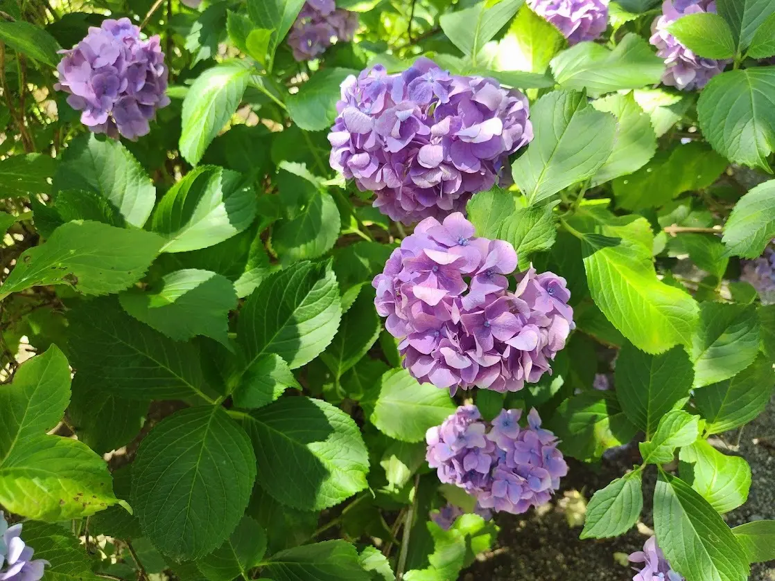 西国八番霊場　総本山 長谷寺　紫陽花