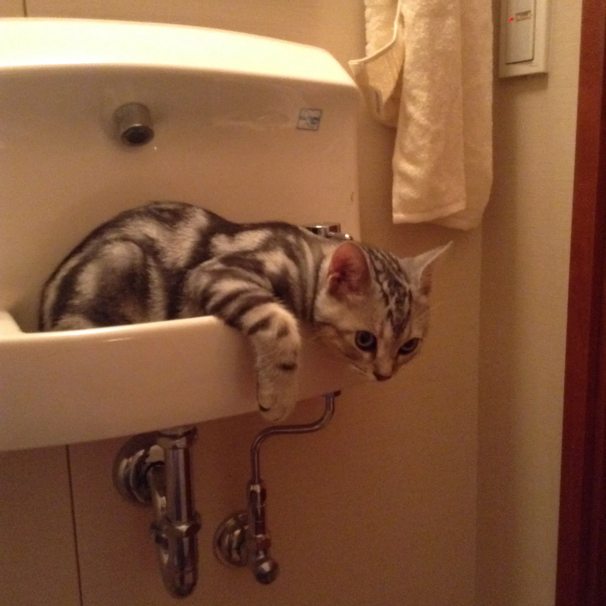 洗面台の中の子猫_1_1