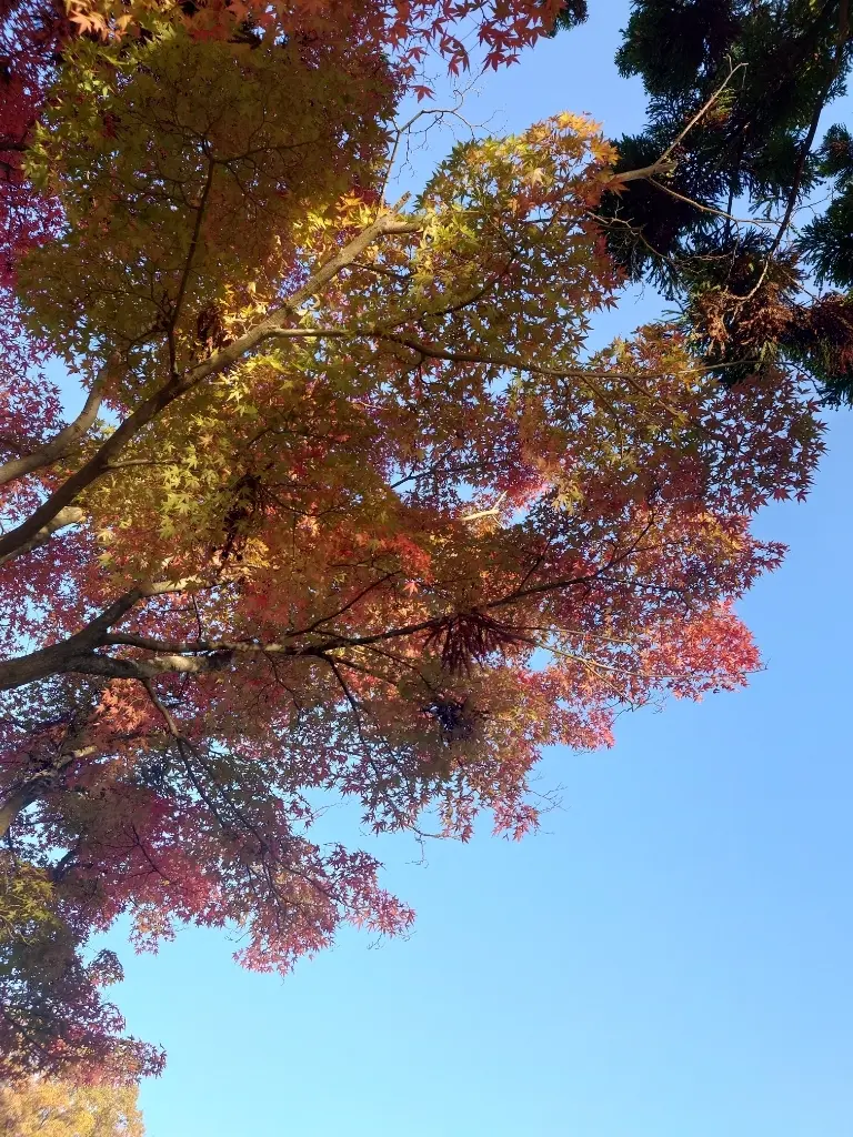岩手から秋田 ①🍁平泉、紅葉の毛越寺_1_10