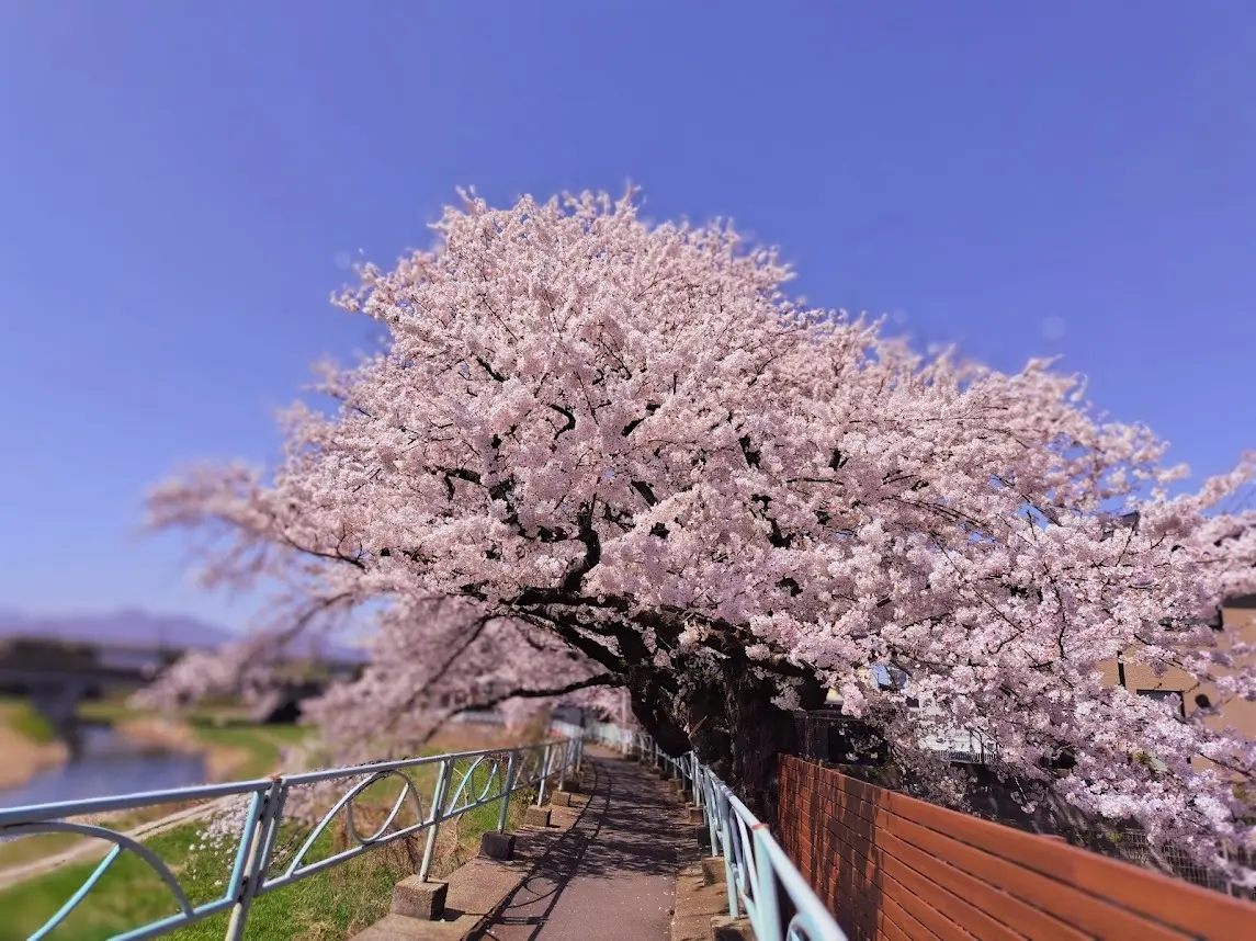 中津川沿いの桜