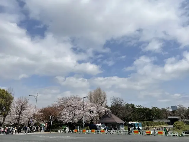 半蔵門交差点の桜