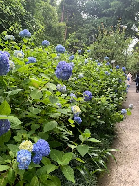 鎌倉の紫陽花が見頃です_1_1-1
