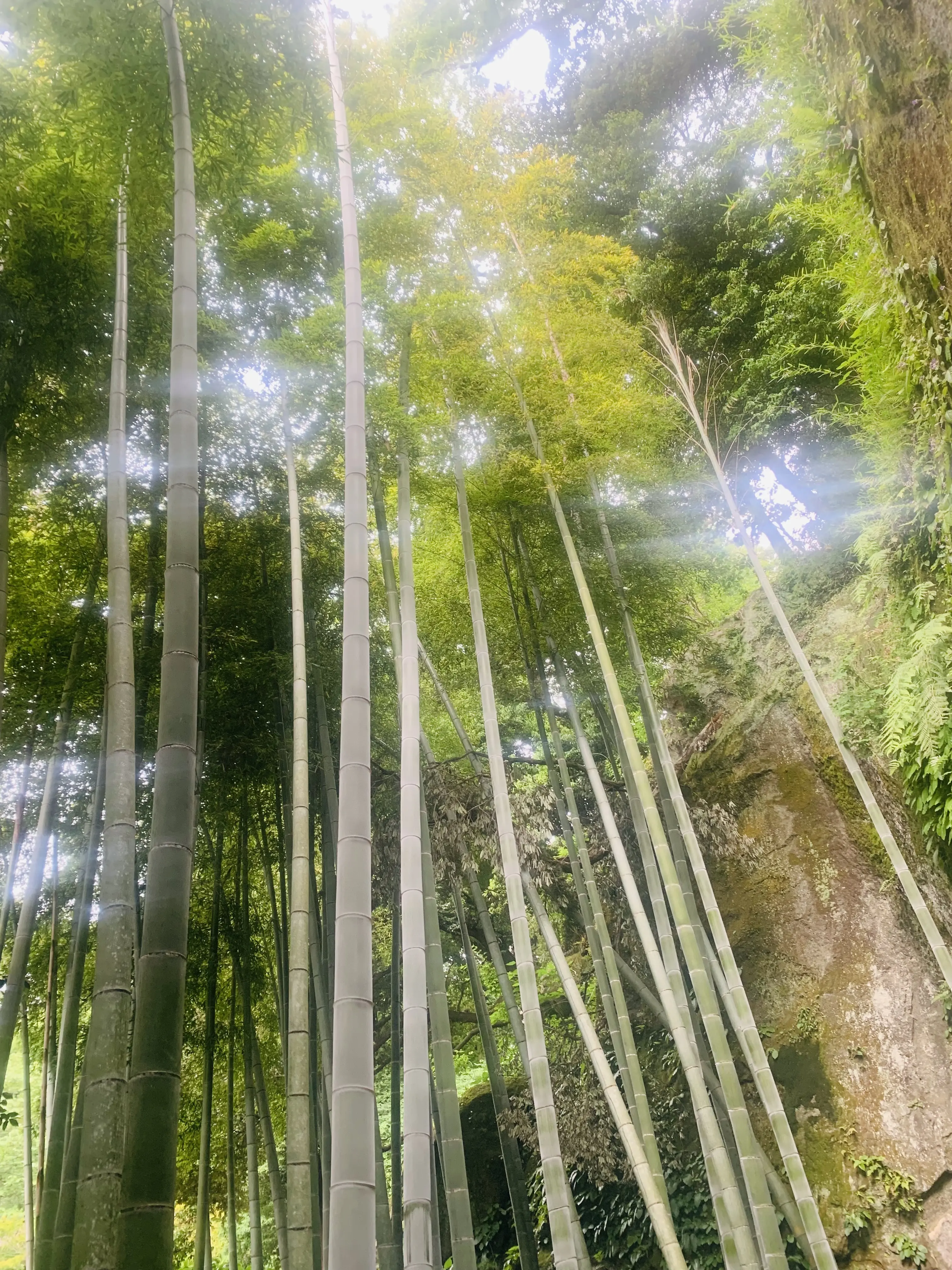 浄智寺の竹林