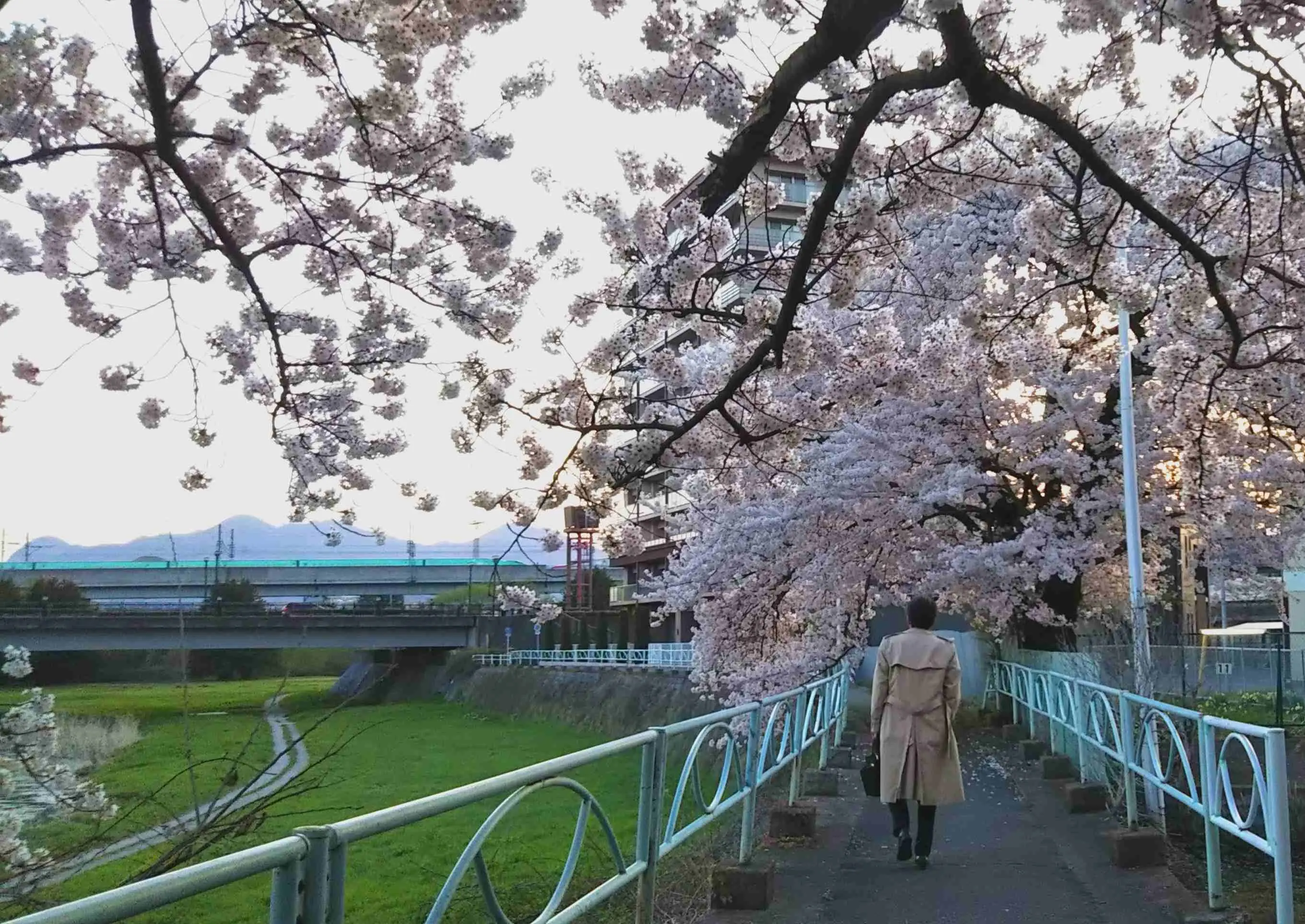 中津川沿いの桜