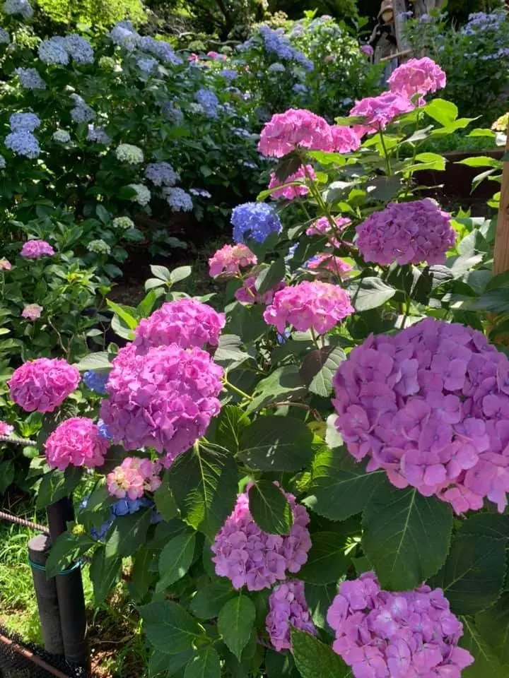 近所で小旅行気分になれる朝いちばんの紫陽花寺散歩_1_3-3