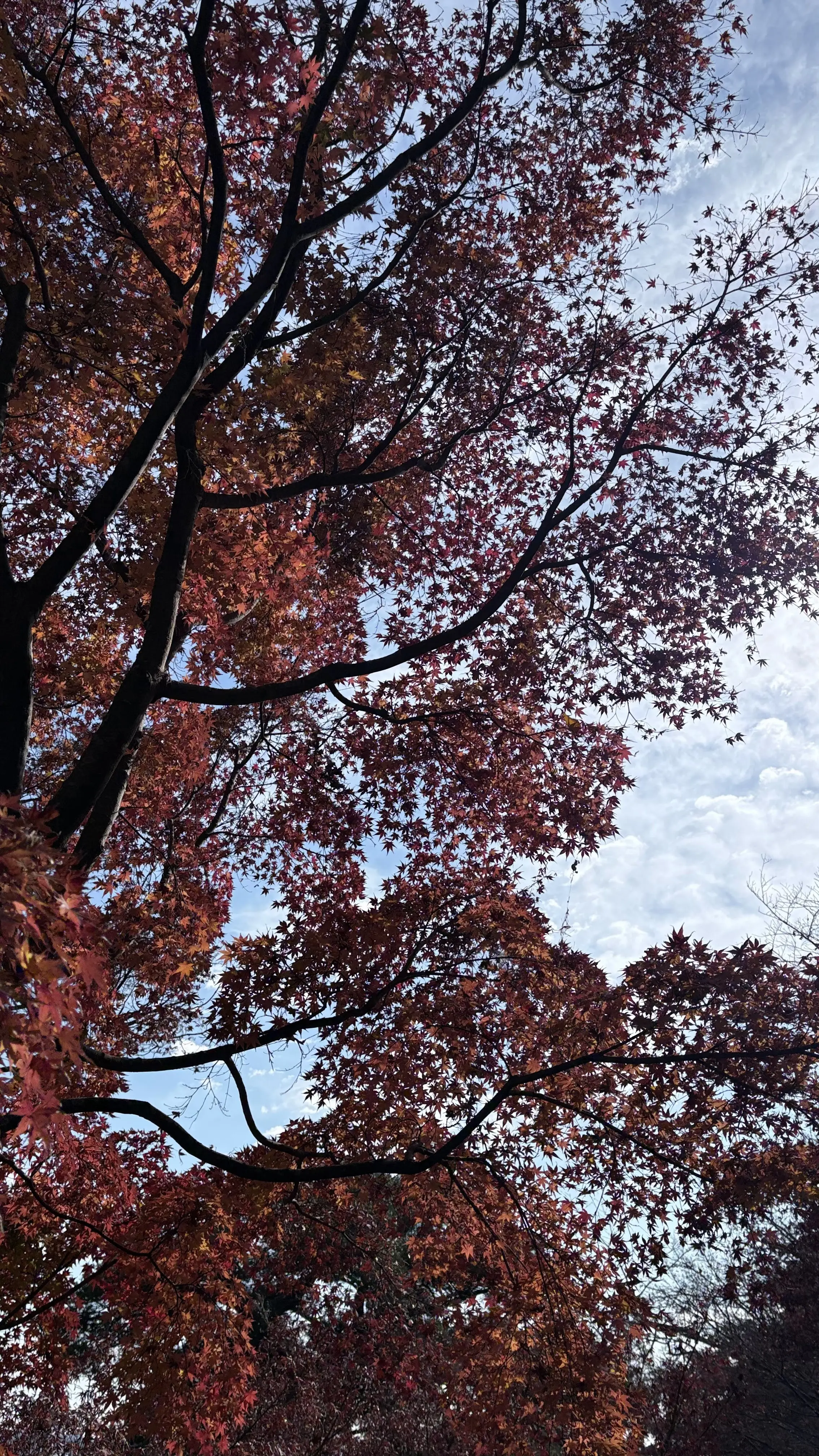 50代GUユニクロコーデ＠鎌倉ソロ活動_1_14