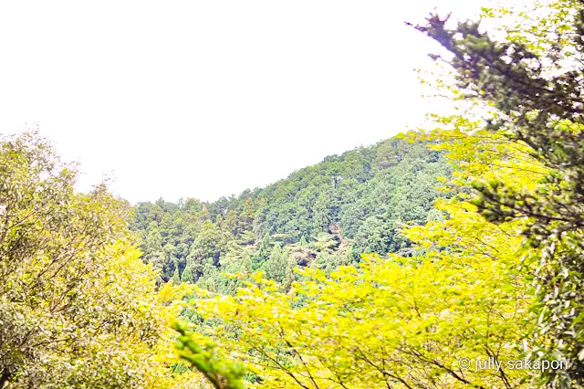 【さかぽんの冒険】苔むす秋の山と温泉プチトリップ❤️@高尾山_1_8